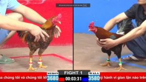 Coi lại video đá gà thomo Cpc3 ngày 20/03/2025