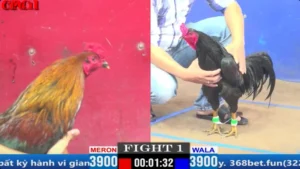 Đá Gà Trực Tiếp Thomo CPC1 Ngày 29/03/2025
