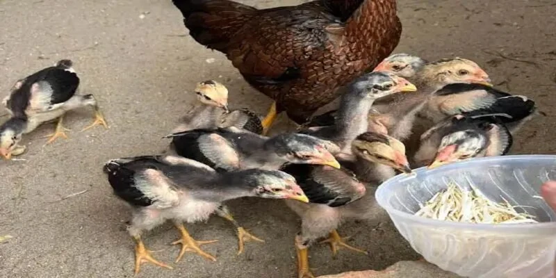 Cách nuôi gà chọi con nhanh lớn giúp phát triển thể lực