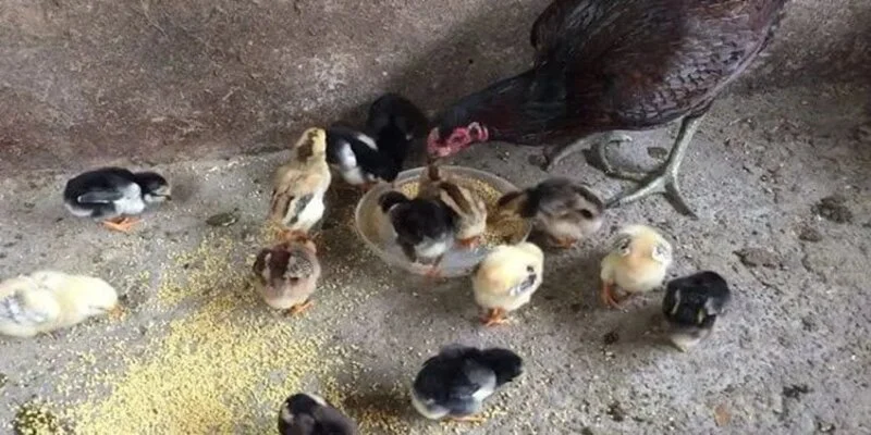 Cách nuôi gà chọi con nhanh lớn thông qua chọn giống