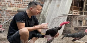 Cách Nuôi Gà Chọi Sung Sức