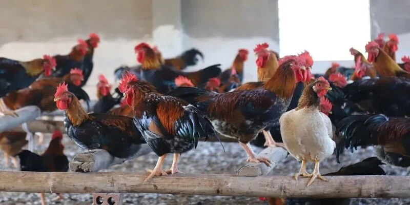 Cách nuôi gà chọi sung sức về các bài luyện tập
