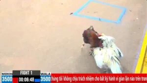 Live Đá Gà Cựa Dao Thomo CPC3 Ngày 18/04/2025