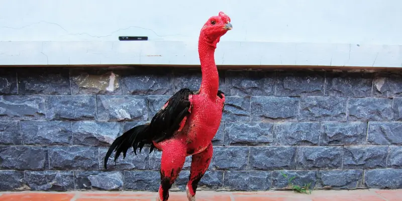 Cách chọn gà đá hay dựa vào đặc điểm của mỏ