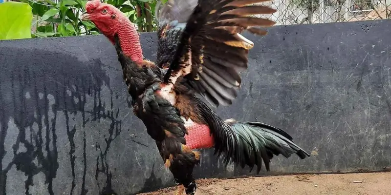 Cách chọn gà đá hay qua hình dáng đuôi