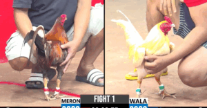 Trực Trực Tiếp Thomo CPC3 Ngày 21/04/2025 Alonso vs Berlin
