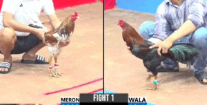 Video Trực Tiếp Thomo CPC3 Ngày 24/04/2025 Coral Vs Cian