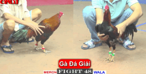 Gà anh Ti 2 cước định giang sơn CPC 1 ngày 15/05/2025
