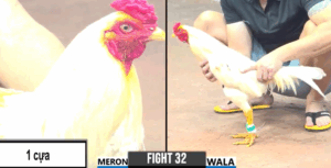 Trực tiếp đá gà CPC 3 hôm nay 10/06/2025