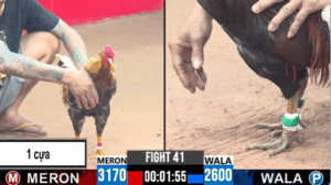 Gà anh Tính Gaking nuôi nước tốt quá, đá thì độ lì khỏi nói - xem lại cpc 3 ngày 14/07/2025