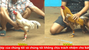 Trận 14 ngày 28/08/2025 Đấu trường cpc 4 - Gà Bướm anh Nguyên Cà Mau thất thủ trước độ hăng gà Điều anh Bảo Sting