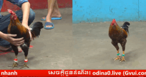 Trận 20 bồ c5 campuchia ngày 18/08/2025 Gà tre anh Lành hôm nay đá tốt quá lên lớp liên tục
