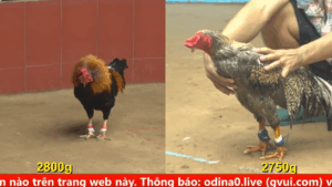 Trận 1 trực tiếp bồ c4 ngày 19/08/2025 Gà anh Cu lửa mạnh như súng đá đối thử choáng luôn