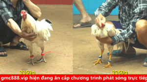 Trận 11 cpc 4 ngày 27/08/2025 Xổ 200 nảy lữa giữa 2 dân chơi
