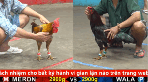 Trận 12 trực tiếp bồ c5 ngày 19/08/2025 Bo dáng như này thì hỏi sao gà Khét anh Ton hong lụm tiền trạng 3k5