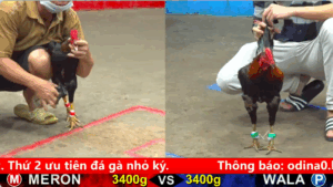 Trận 22 cpc 5 ngày 27/08/2025 Mỹ Liều có con gà Bông dáng khủng chào sân c5