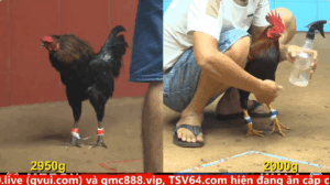 Trận 24 Full video bồ gà cpc 4 ngày 26/09/2025 - Mẻ gà mới của anh Phúc Barca toàn thứ dữ anh em chiêm ngưỡng