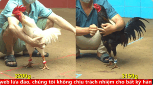 Trận 27 Full video bồ gà cpc 4 ngày 30/09/2025 - Gà Vàng chân xanh của anh Tân Tiềng Giang quá lực ra chân toàn thế hiểm