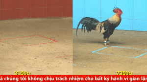 Trận 21 Full video bồ Gà CPC4 Ngày 09/09/2025 - Gà Cú đá bo lớn hình dạng như lực sĩ của anh Sỹ Bình Dương