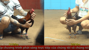 Trận 22 full video trực tiếp cpc4 ngày 11/09/2025 - Lại thêm 1 em gà lai peru làm mưa gió tại c4