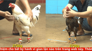 Trân 20 Xem lại video Bồ gà c4 ngày 17/09/2025 - Gà Việt lai đá như máy điện chủ gà Que nhìn ngoài sót luôn