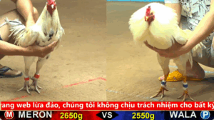 Trận 21 Full video bồ gà cpc 4 ngày 23/09/2025 - Gà Điều anh Phước Cần Thơ hạ gà Úa chưa kịp tha lơ