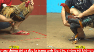 Trận 25 Full video bồ gà cpc 4 ngày 24/09/2025 - Anh Beo Gà Lẩu đụng độ cực căng với gà danh của anh Âu
