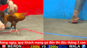 Trận 22 full video bồ gà cpc 5 ngày 08/09/2025 - Gà Bướm anh Bảo Sting đá đối thủ ói mâm xôi , xổ căng 100