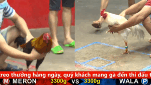Trận 12 Full video bồ gà cpc 5 ngày 26/09/2025 - Gà Que Nghệ đuôi lao của anh Quốc Tịnh Biên khả năng bình tĩnh thăng bằng đẳng cấp