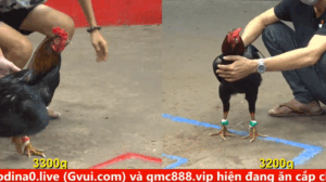 Trận 13 Full video bồ Gà CPC5 Ngày 09/09/2025 - Gà dữ thì đá từ từ cũng thắng phải không anh em