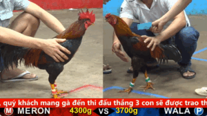 Trân 14 Xem lại video Bồ gà c5 ngày 17/09/2025 - Gà Cú thương hiệu C2 đụng độ gà Bướm anh Tân Tiền Giang cực hot
