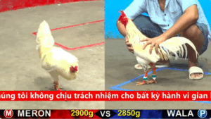 Trân 2 Xem lại video Bồ gà c5 ngày 18/09/2025 - Anh Tuấn gà lai vs anh Bình Sài Gòn trận hot hôm nay