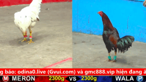 Trận 29 Full video bồ gà cpc 5 ngày 23/09/2025 - Anh Tư Mã Ý ra mắt cặp gà Việt Lai bo khủng
