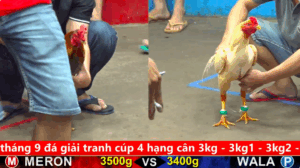 Trận 21 Full video bồ gà cpc 5 ngày 24/09/2025 - Đẵng cấp của gà Việt là chơi cho gà Siêu Mỹ hơn kí đi về cay đắng