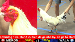 Trận 30 Full video bồ gà cpc 5 ngày 25/09/2025 - Gà Bướm quá lực 1 tay nước hạ đối thủ dưới chân