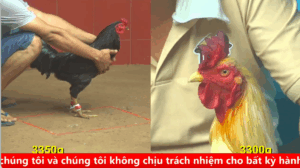 Trận 19 bồ gà c4 ngày 02/09/2025 - Gà anh Thạch đá bể bọng anh anh Mít