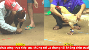 Trận 31 Cpc 4 03/09/2025 - Chuối đá Que hơn 20 phút chưa phân thắng bại