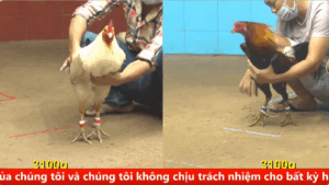 Trận 16 cpc 4 ngày 01/09/2025 Gà Khét đâm cựa quá hay gà Điều dính 2 cái không đứng dậy nổi