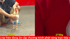 Trận 10 Cpc 5 03/09/2025 - Anh Giang Cần Giuộc vs anh Thắng Bến Tre xổ 50