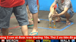 Trận 27 cpc 5 ngày 01/09/2025 Full video trực tiếp lại đá gà bồ c5