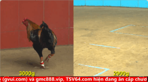 Trận 9 Trận 2 Full video bồ gà cpc 4 ngày 02/10/2025 - Anh Thiện Cần Thơ vs anh Khoa Bến Lức