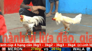 Trận 1 Full video bồ gà cpc 5 ngày 29/10/2025 - Gà Úa đâm gà Điều cựa hiểm hoảng chạy luôn