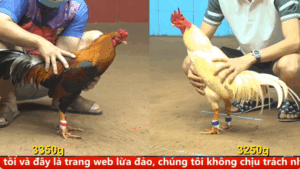 Trận 2 Full video bồ gà cpc 4 ngày 01/10/2025 - Gà Điều siêu mỹ F1 sức mạnh của con quái vật c4