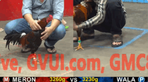 Trận 2 Full video bồ gà cpc 5 ngày 23/10/2025 - Anh Quang Vũng Tàu có con gà que JAP Mỹ đá ác quá