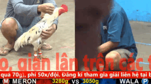 Trận 12 Tonhon | Gà Khét Tốc Độ Máy Cắt Cỏ | 17/11