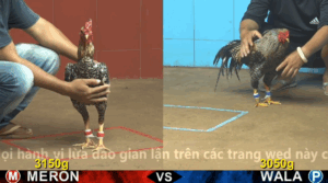 Trận 30 CPC4 | Úa Hiệu Cu EM Quét Sạch Đối Thủ | 13/11
