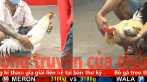 Trận 3 Tonhon | Chồng Độ 800 Triệu Cuối Ngày | 13/11