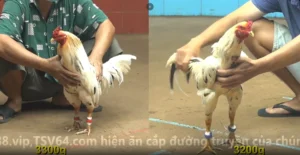 bồ gà cpc 4 ngày 10/11/2025