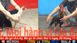 Trận 15 Tonhon | Chín SG vs Duyên Ti Tỷ Đô | 10/11