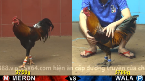 Trận 5 Full video bồ gà cpc 4 ngày 18/12/2025